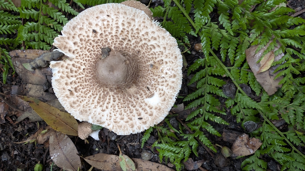Macrolepiota clelandii · March 2026 · photo: © teacay (iNaturalist, cc-by-nc)
