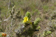 Aspalathus asparagoides