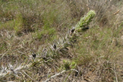 Aspalathus asparagoides