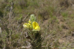 Aspalathus asparagoides