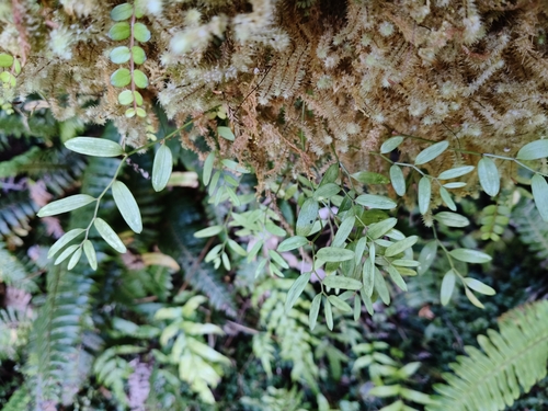 Luzuriaga parviflora observed 2026-03-03