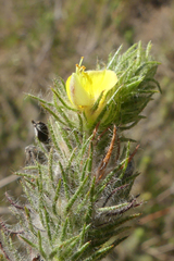 Aspalathus asparagoides