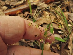 Luzula acuminata carolinae