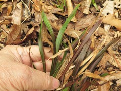 Luzula acuminata carolinae