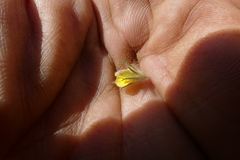 Aspalathus asparagoides