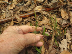 Luzula acuminata carolinae