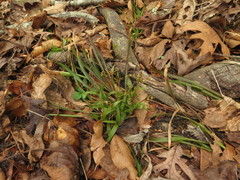 Luzula acuminata carolinae