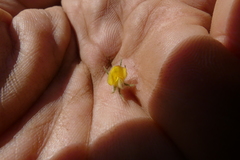Aspalathus asparagoides