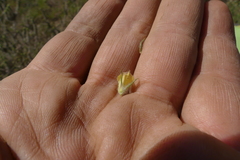 Aspalathus asparagoides