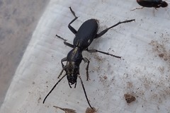 Anthia limbata kolbei