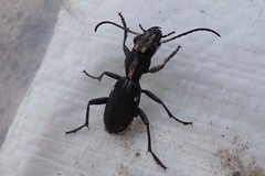Anthia limbata kolbei