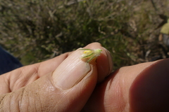 Aspalathus asparagoides