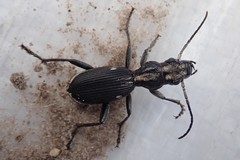 Anthia limbata kolbei