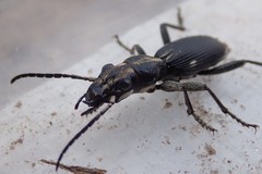 Anthia limbata kolbei