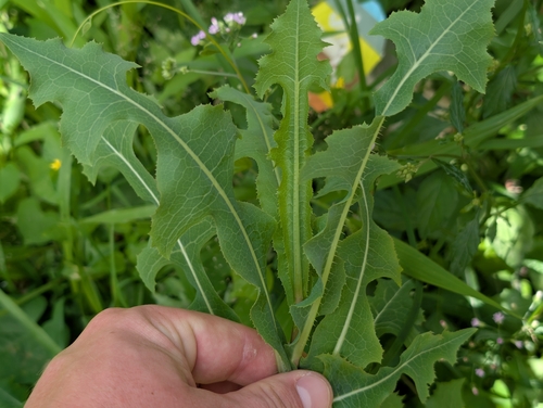 Lactuca sativa observed 2026-03-05