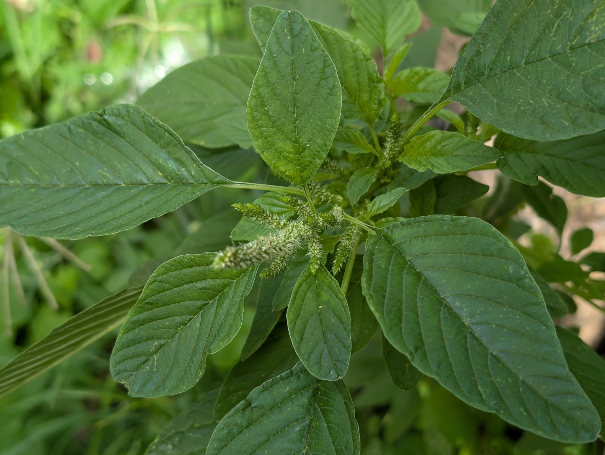 Spiny Amaranth (Amaranthus spinosus)