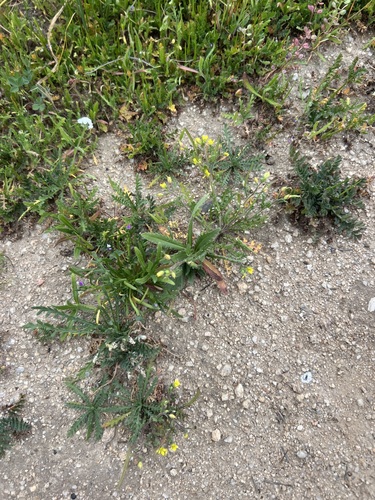 Dobie Pod (Tropidocarpum gracile)