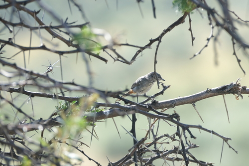 Chestnut-vented Warbler (Curruca subcoerulea), photo 10