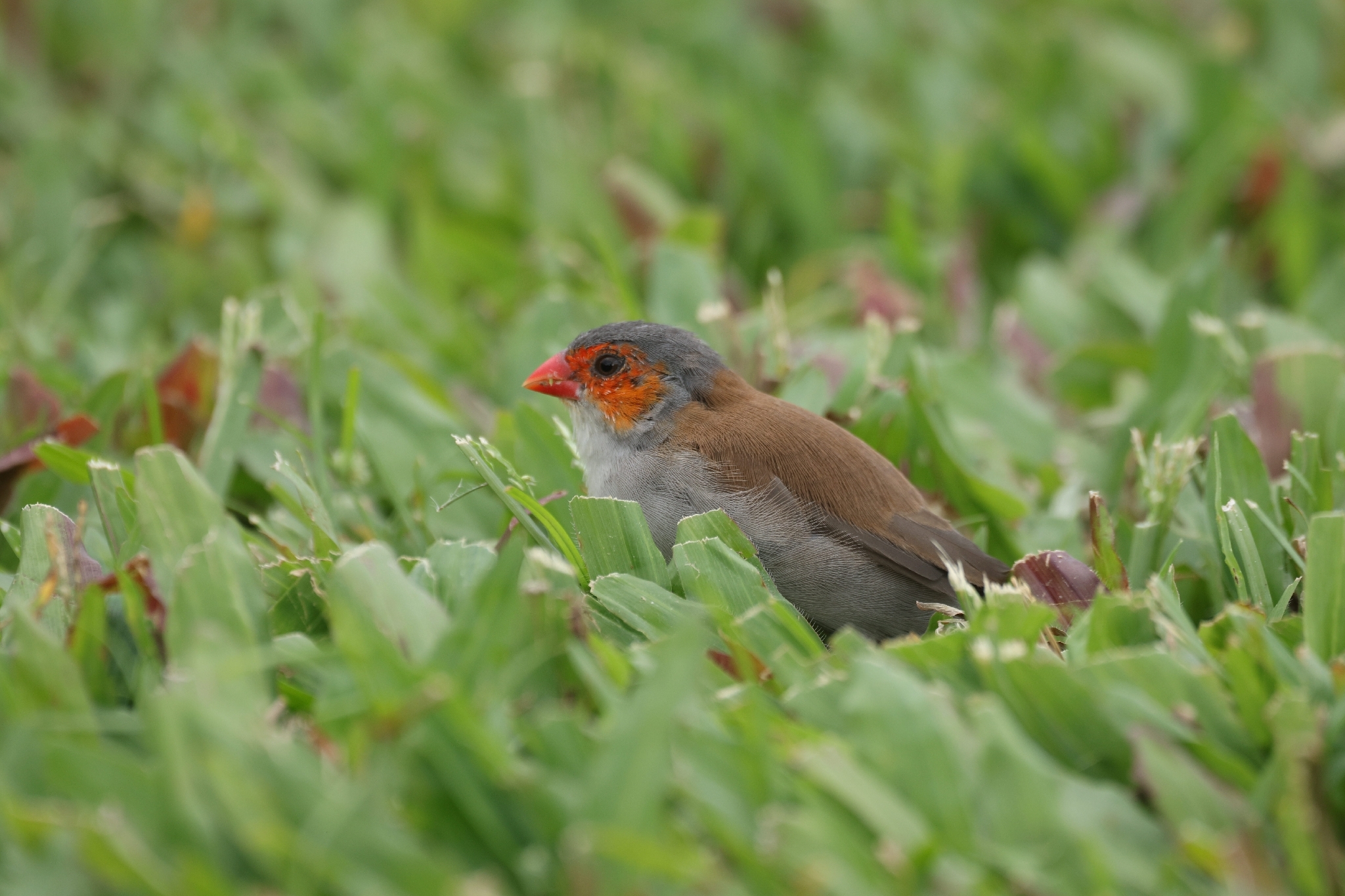 Orange-cheeked Waxbill (Estrilda melpoda), photo 1