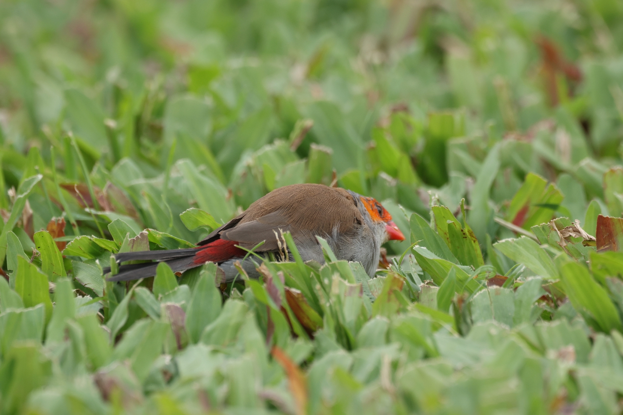 Orange-cheeked Waxbill (Estrilda melpoda), photo 2