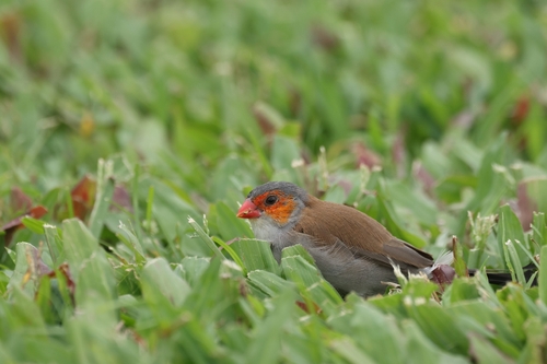 Orange-cheeked Waxbill (Estrilda melpoda), photo 9