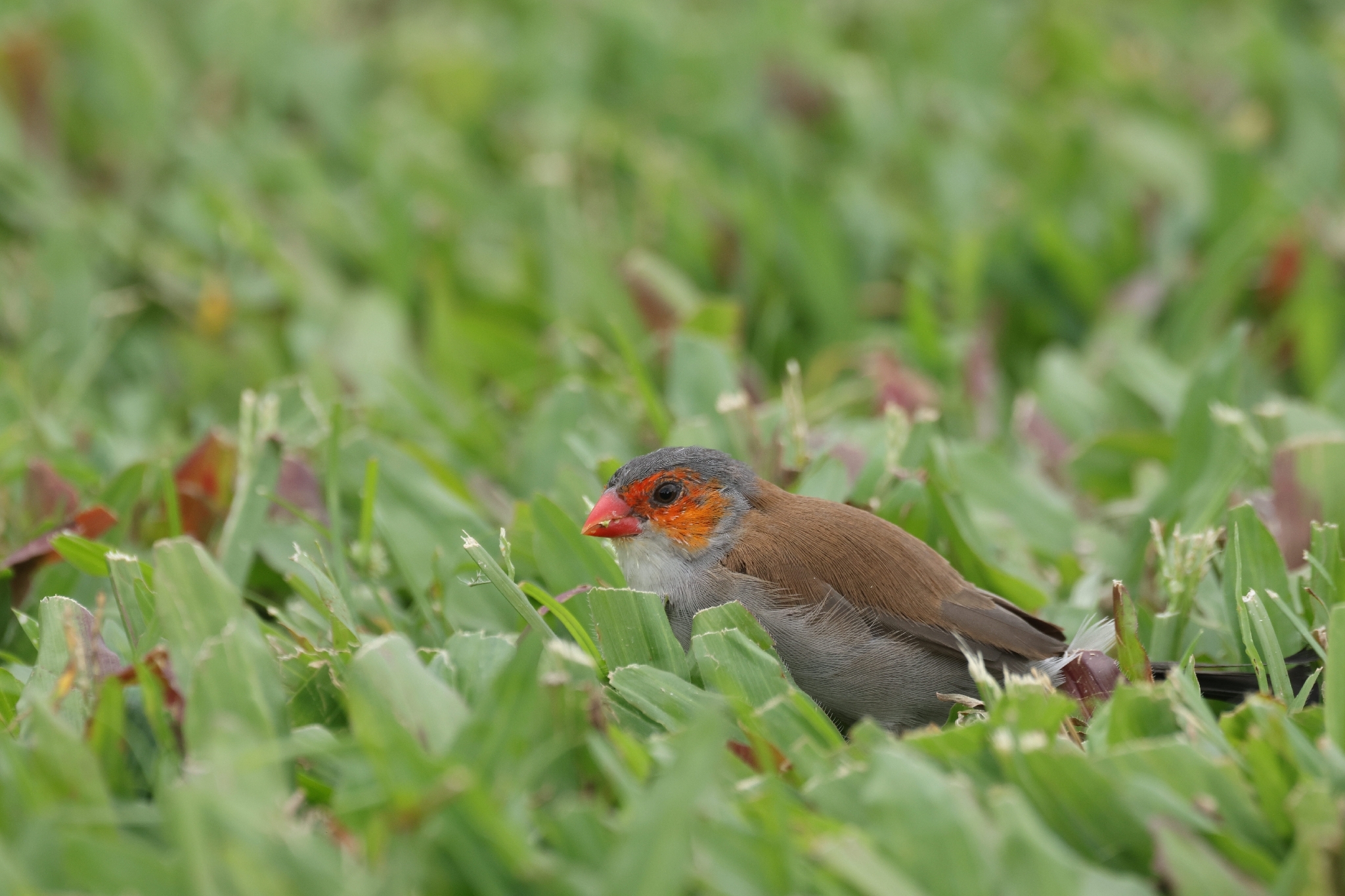 Orange-cheeked Waxbill (Estrilda melpoda), photo 8