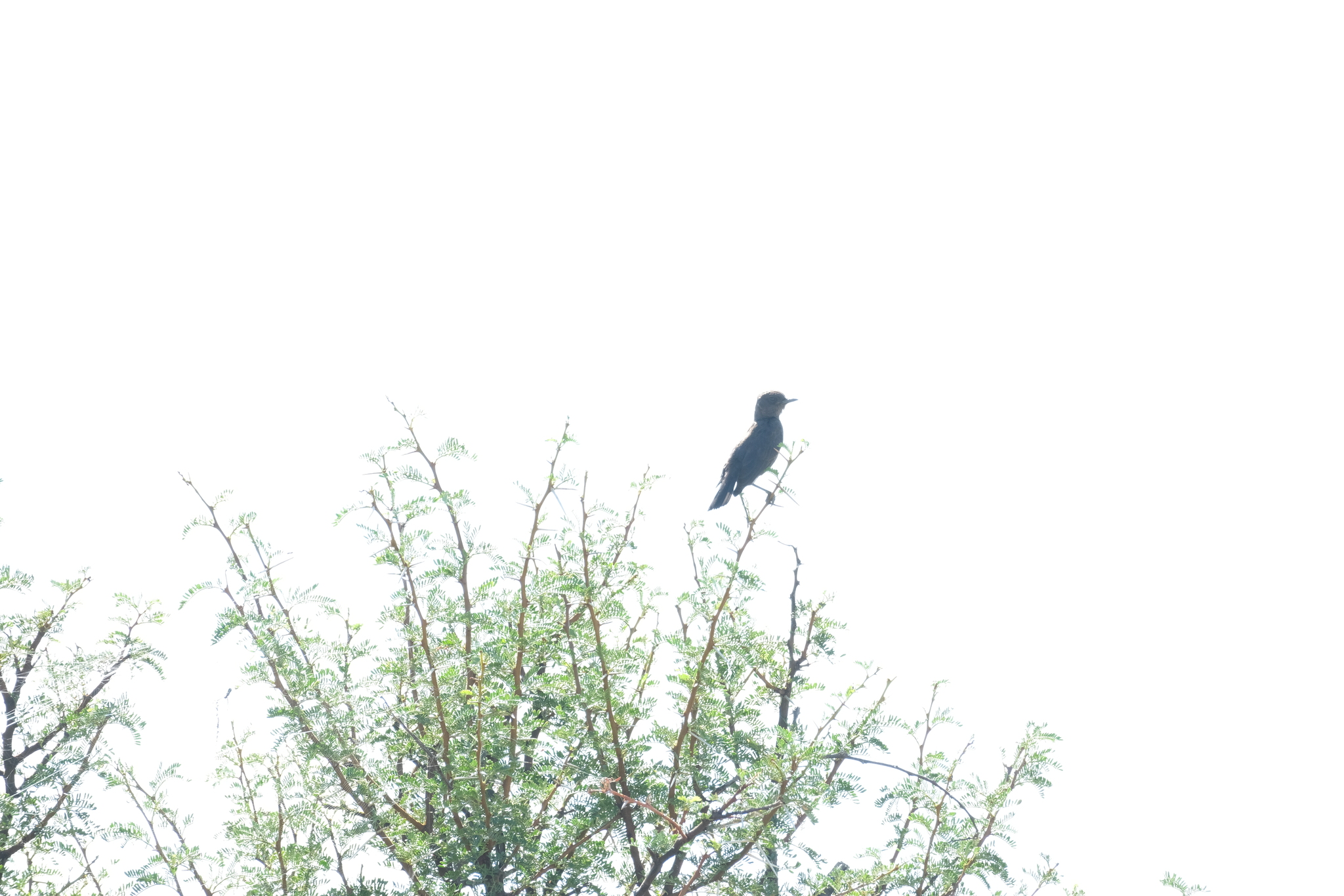 Ant-eating Chat (Myrmecocichla formicivora), photo 10