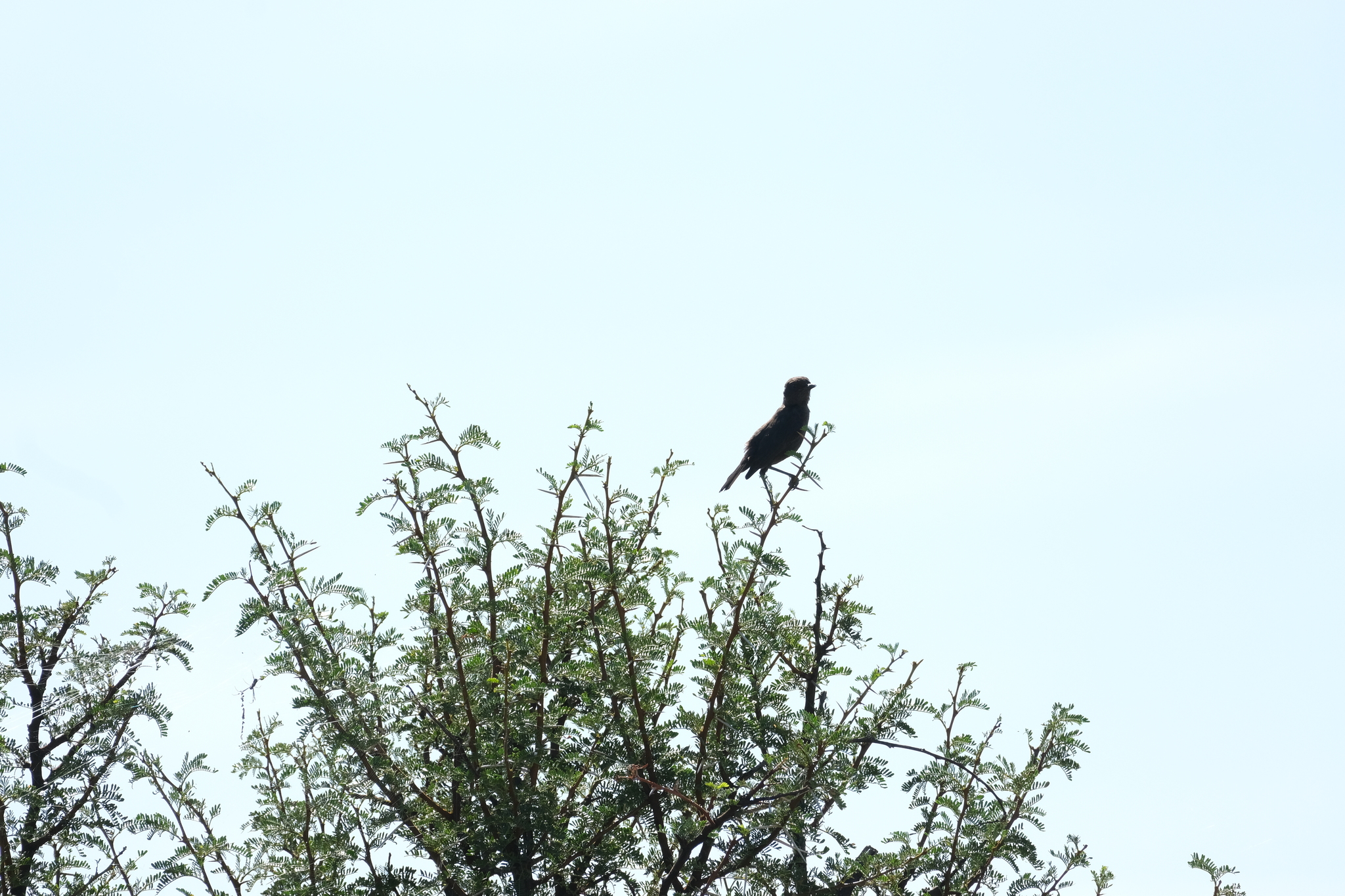Ant-eating Chat (Myrmecocichla formicivora), photo 5