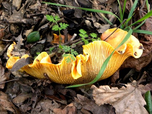 California Golden Chanterelle