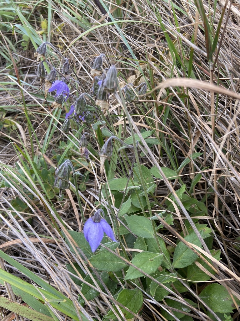Campanula expansa (Campanula expansa)