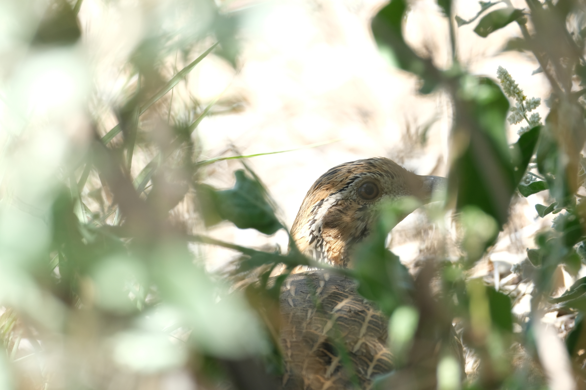 Orange River Francolin (Scleroptila gutturalis), photo 9