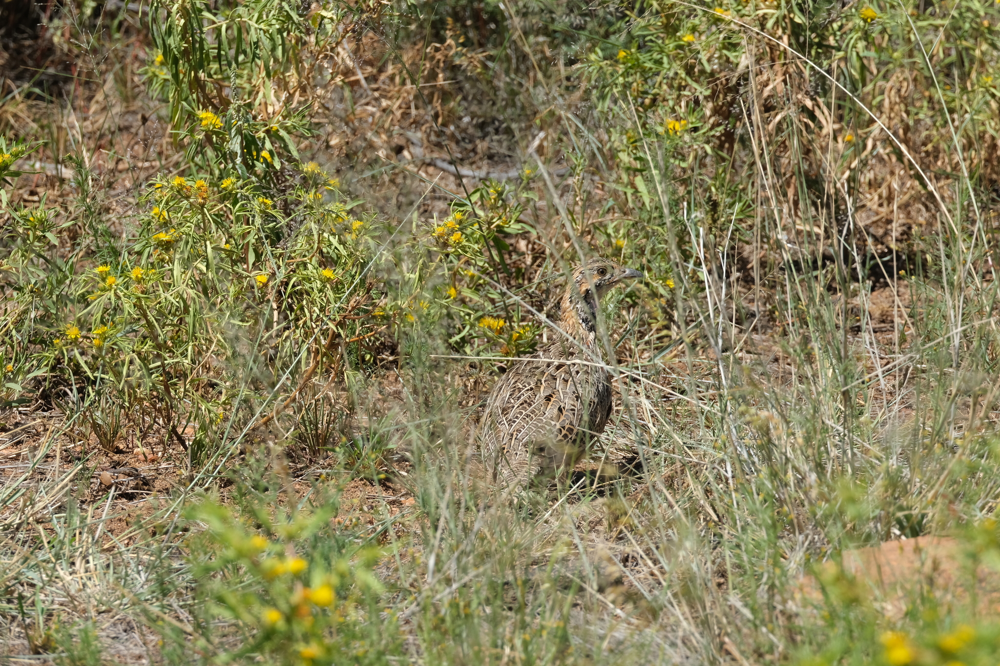 Orange River Francolin (Scleroptila gutturalis), photo 1