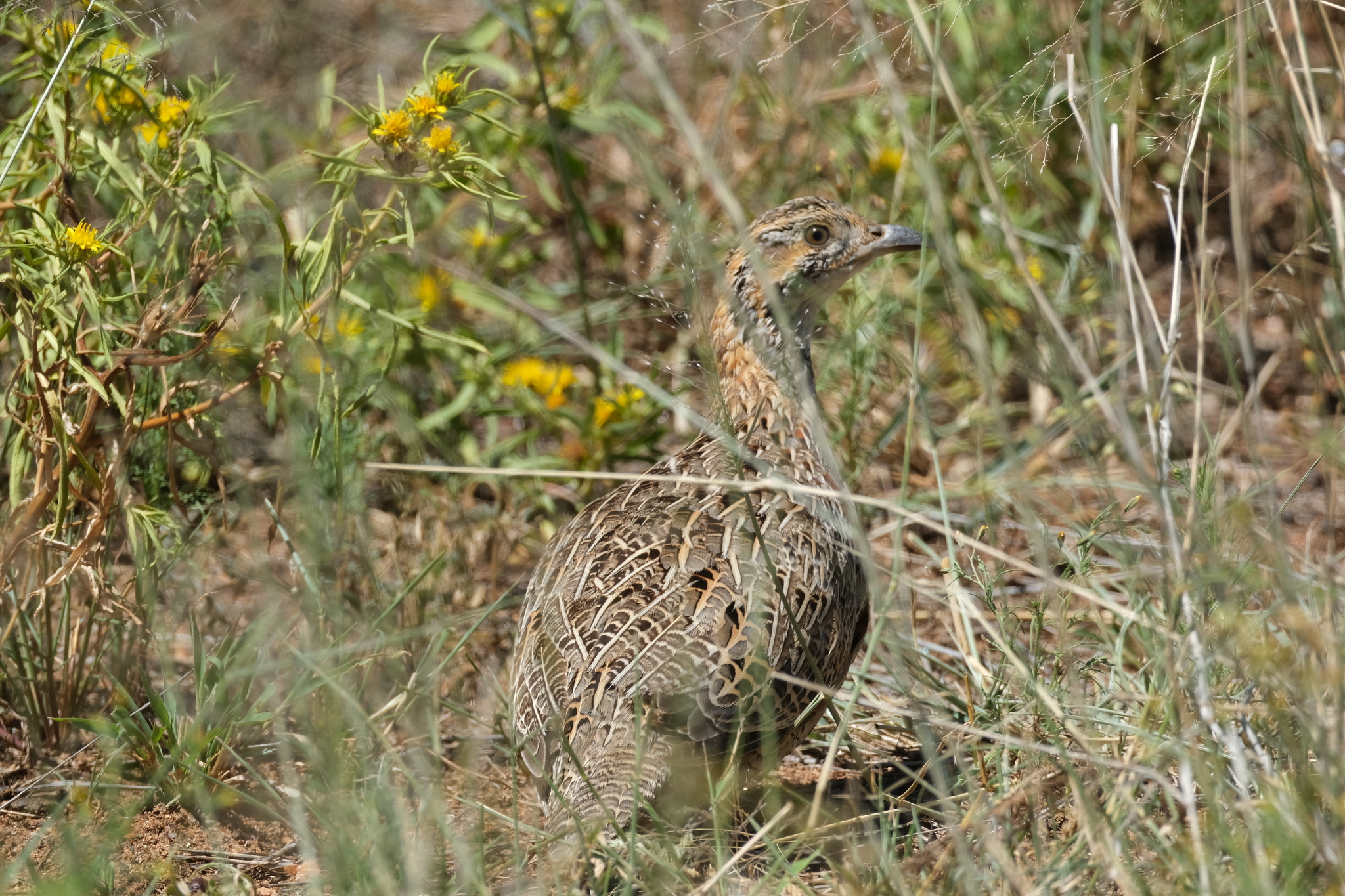 Orange River Francolin (Scleroptila gutturalis), photo 2