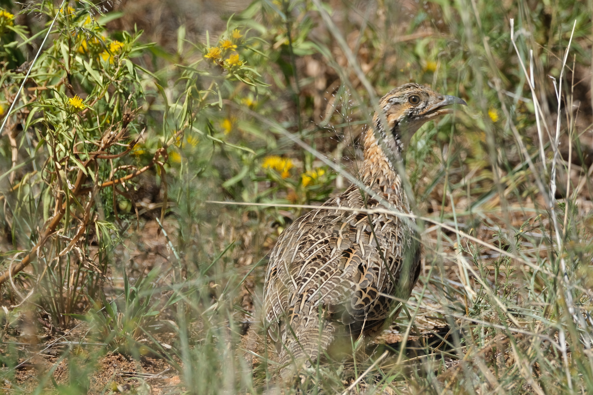 Orange River Francolin (Scleroptila gutturalis), photo 8