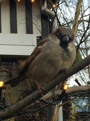 Passer domesticus