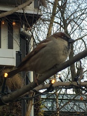 Passer domesticus