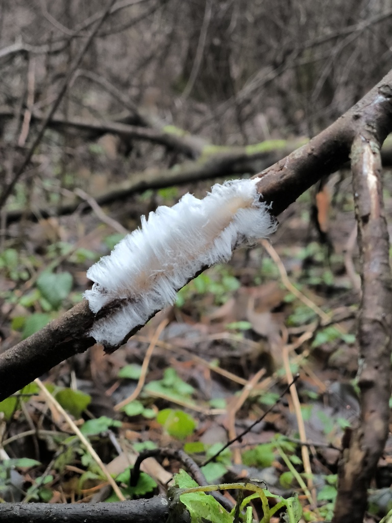 Exidiopsis effusa · December 2025 · photo: © olgapasled (iNaturalist, cc-by)