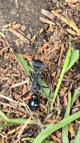 Photo of Australian Jumper Ant (Myrmecia tarsata)