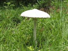 Macrolepiota