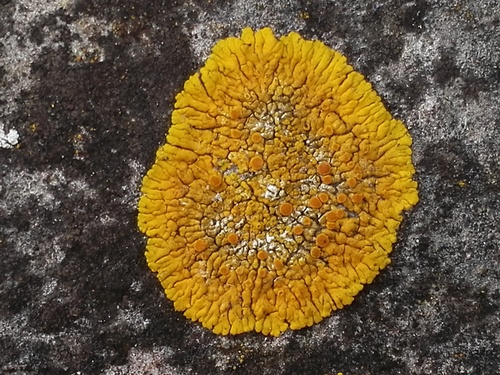 Limestone Lobed Firedot