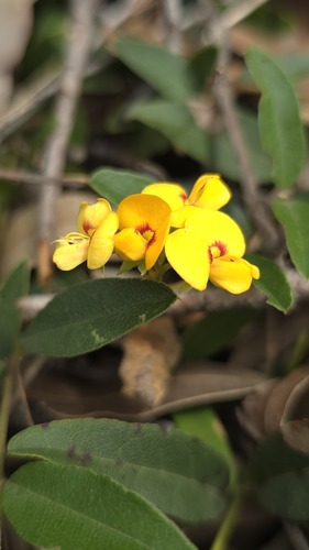 Netted Shaggy Pea (Podolobium scandens)