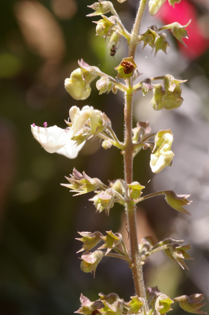 Coleus
