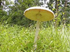 Macrolepiota