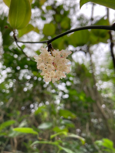 Smilax sebeana iNat (3)