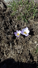 Crocus carpetanus