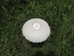 Macrolepiota