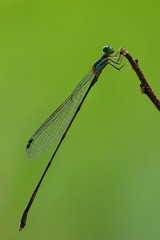 Nesobasis longistyla