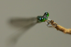 Nesobasis longistyla
