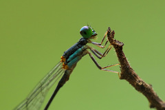 Nesobasis longistyla