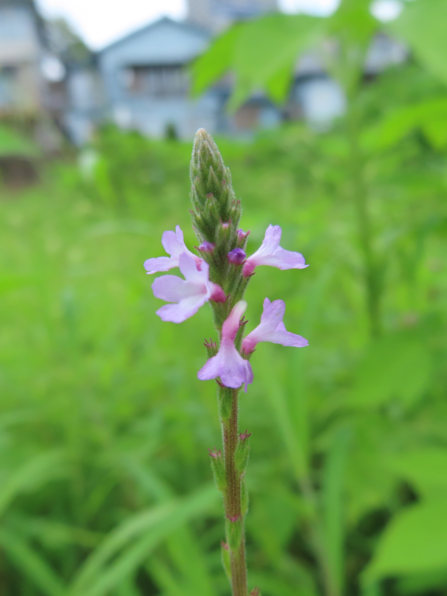 Common Vervain (Verbena officinalis)